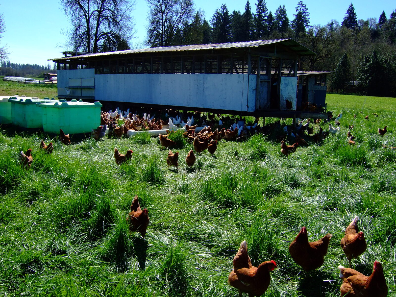 Pasture-raised chickens on grass at Deck Family Farm.